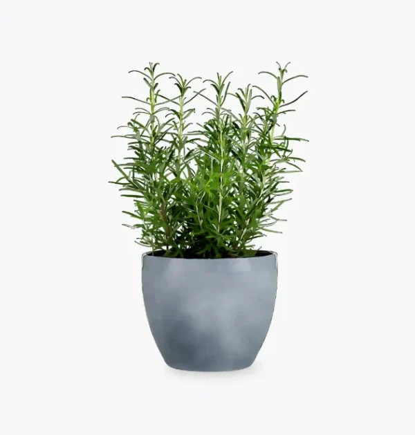 product-image-5_optimized Augue Neque