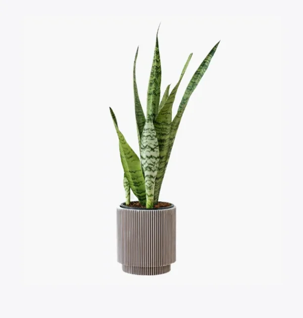 product-image-6_optimized Augue Neque